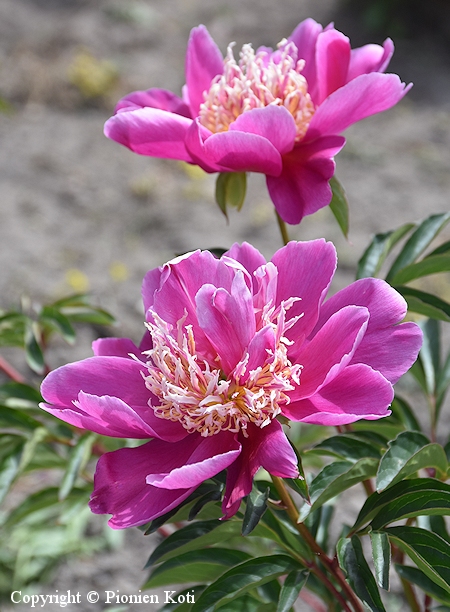 Paeonia lactiflora Ursyn Niemcewitcz kiinanpioni